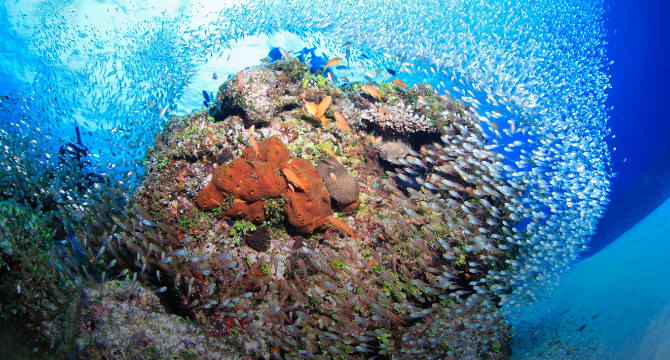 海で出会える生き物たち