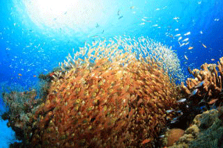 海中の様子　魚の群れ