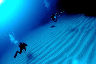 海中の様子　砂地