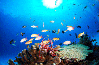 海中の様子　珊瑚と魚