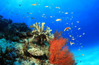 海中の様子　珊瑚と魚