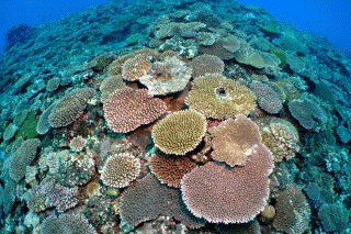 海中の様子　巨大珊瑚群生