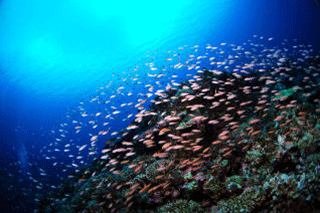 海中の様子　巨大珊瑚群生と魚の群れ