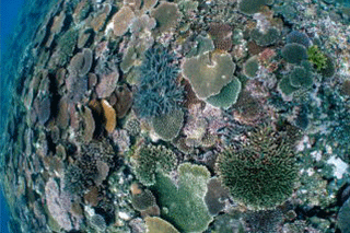 海中の様子　巨大珊瑚群生