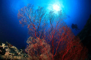 海中の様子　 赤い珊瑚