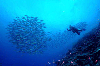 海中の様子　 ダイバーと魚の群れ