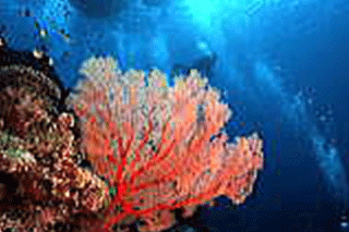 海中の様子　 赤い珊瑚