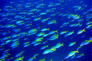 海中の様子　 魚の群れ