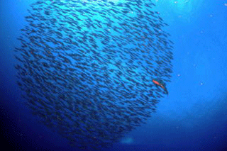 海中の様子　魚の群れ