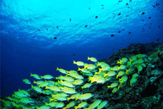 海中の様子　魚の群れ