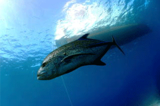 海中の様子　 魚