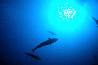 海中の様子　 魚