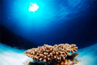 海中の様子　 珊瑚