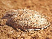 村鳥ウズラの写真